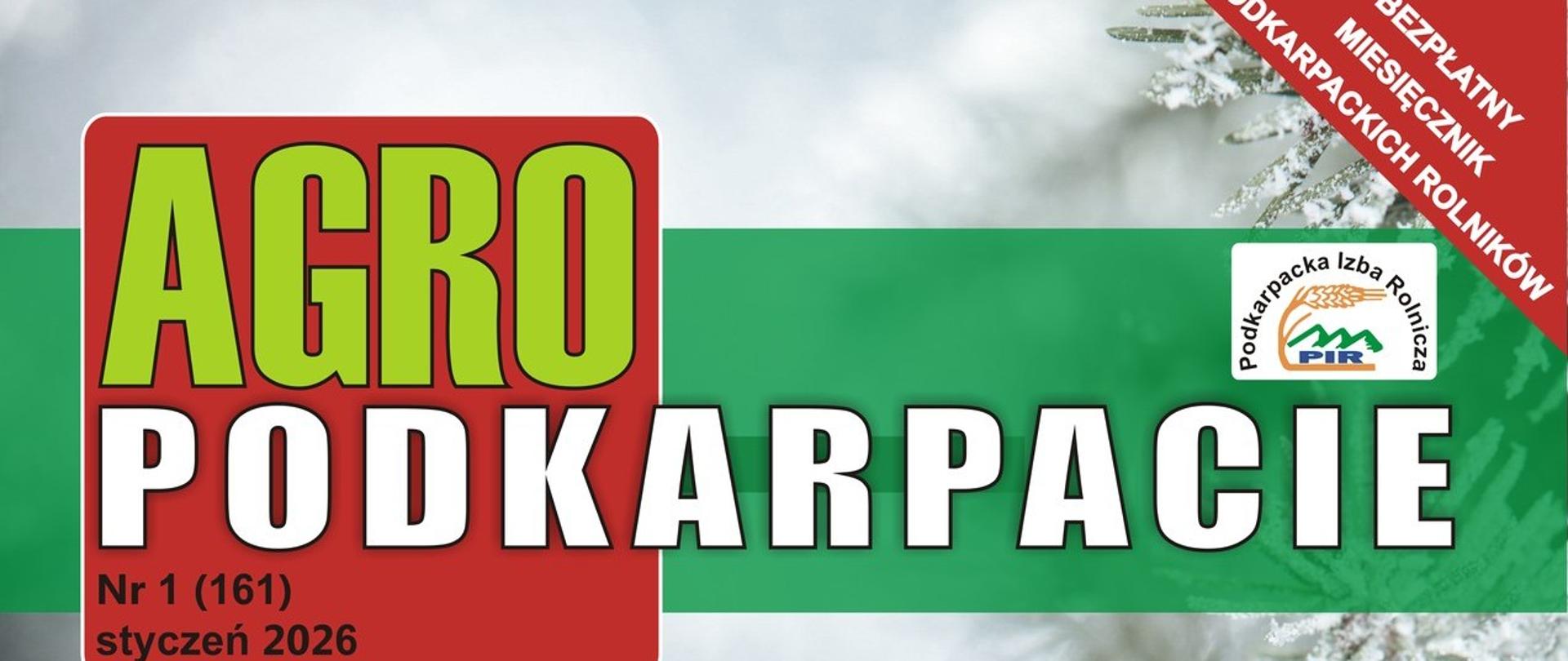 Szyszki na drzewie na których jest śnieg