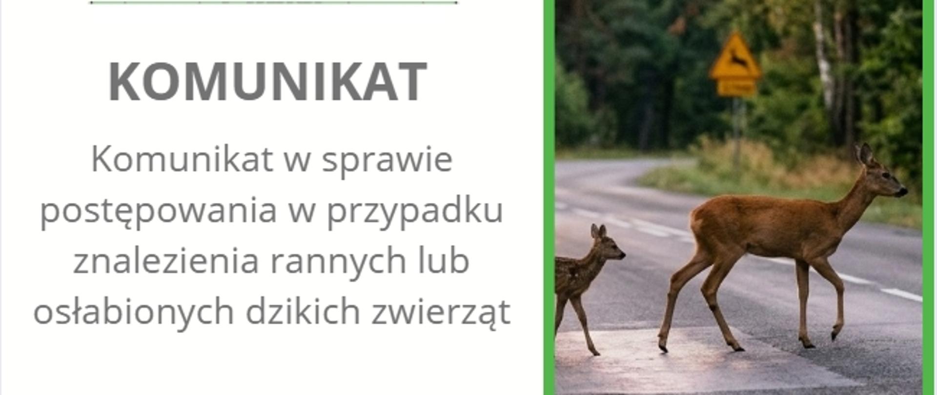 Komunikat w sprawie postępowania w przypadku znalezienia rannych lub osłabionych dzikich zwierząt