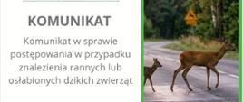 Komunikat w sprawie postępowania w przypadku znalezienia rannych lub osłabionych dzikich zwierząt