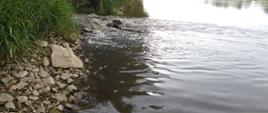 Widok miejsca zrzutu ścieków z oczyszczalni w Tarnobrzegu do rzeki Wisły