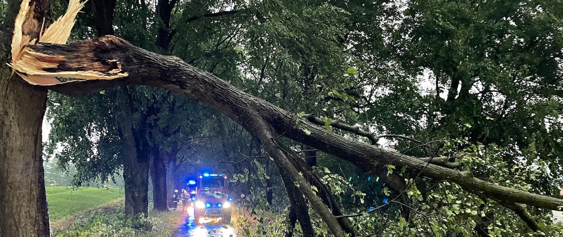 Złamana gałąź wisi nad drogą niedaleko stoi samochód straży pożarnej na sygnałach strażacy stoją zabezpieczając miejsce zdarzenia.
