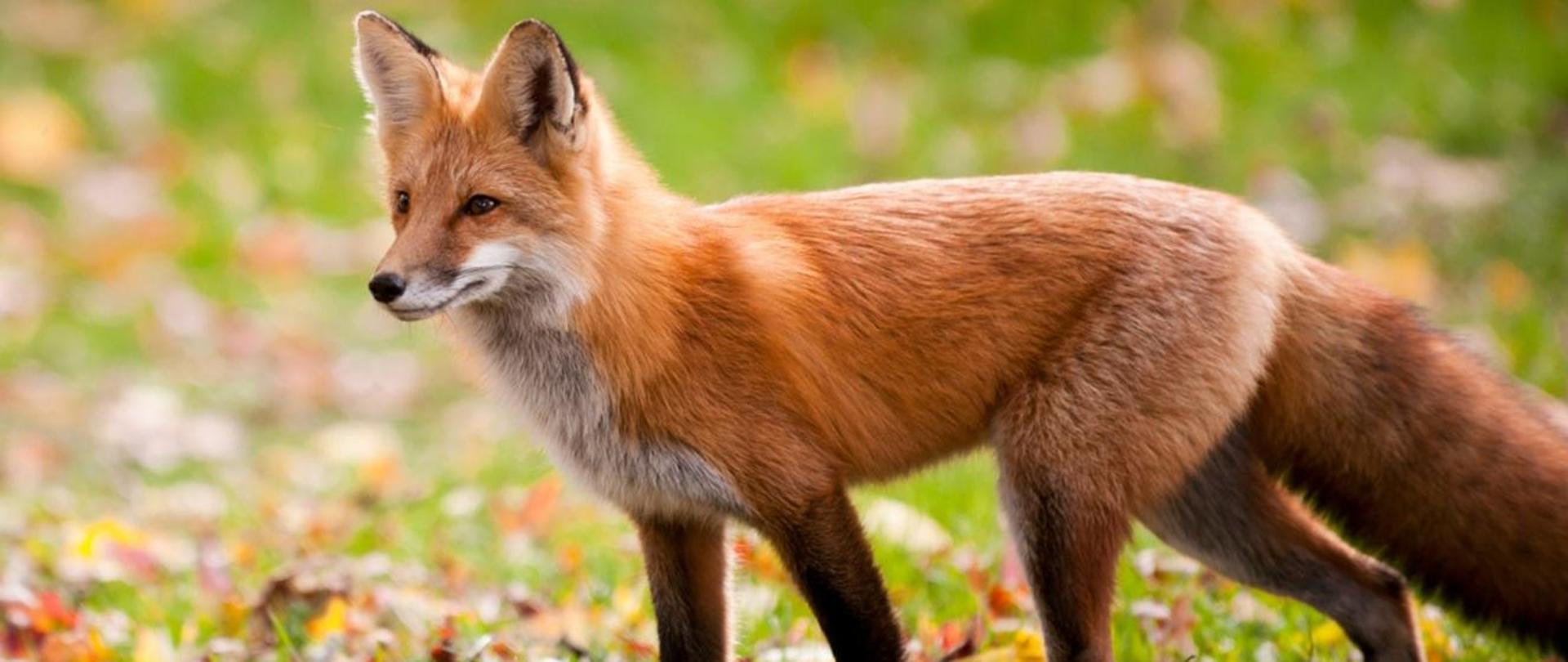 Komunikat ws. szczepienia lisów wolnożyjących