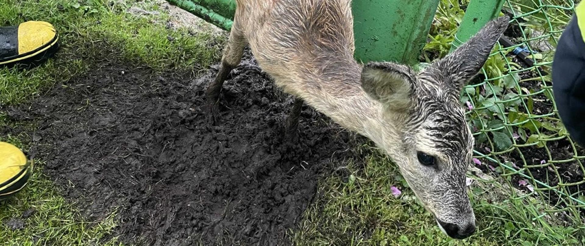 Na zdjęciu widoczna jest sarna uwięziona między prętami furtki, prowadzącej na ogródki działkowe.