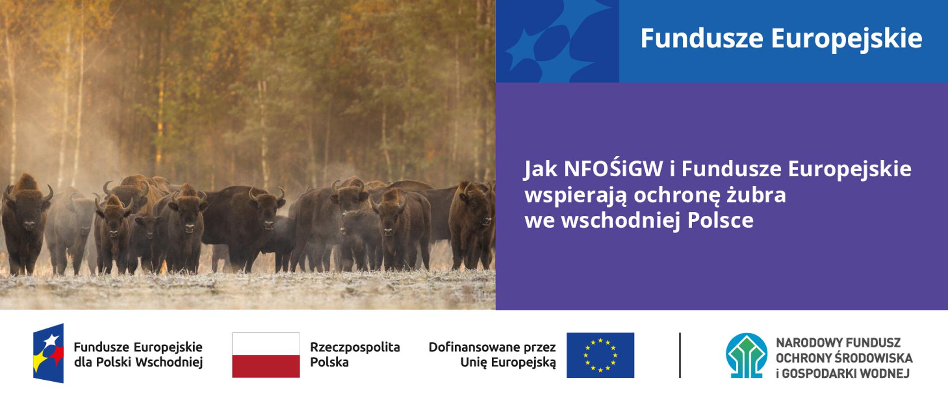 Grafika ilustracyjna do projektu „Zarządzanie migracją żubra we wschodniej Polsce” z programu Fundusze Europejskie dla Polski Wschodniej 2021-2017 (FEPW).