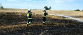 Na zdjęciu widzimy strażaków gaszących pożar zboża na pniu przy użyciu wody z linii gaśniczej.