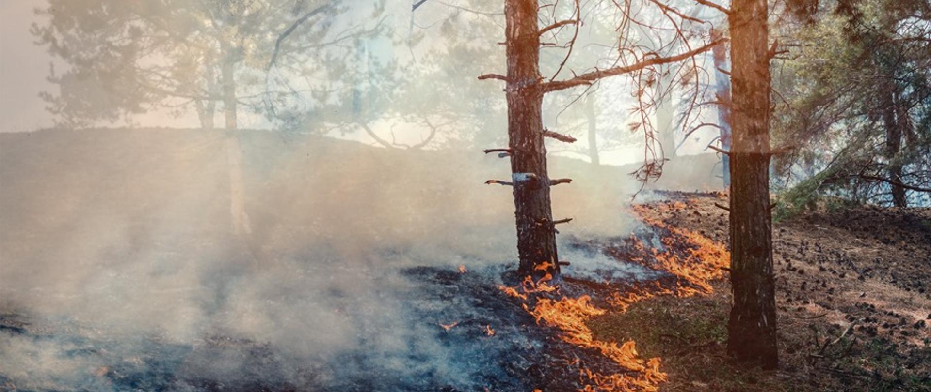 pożar lasu