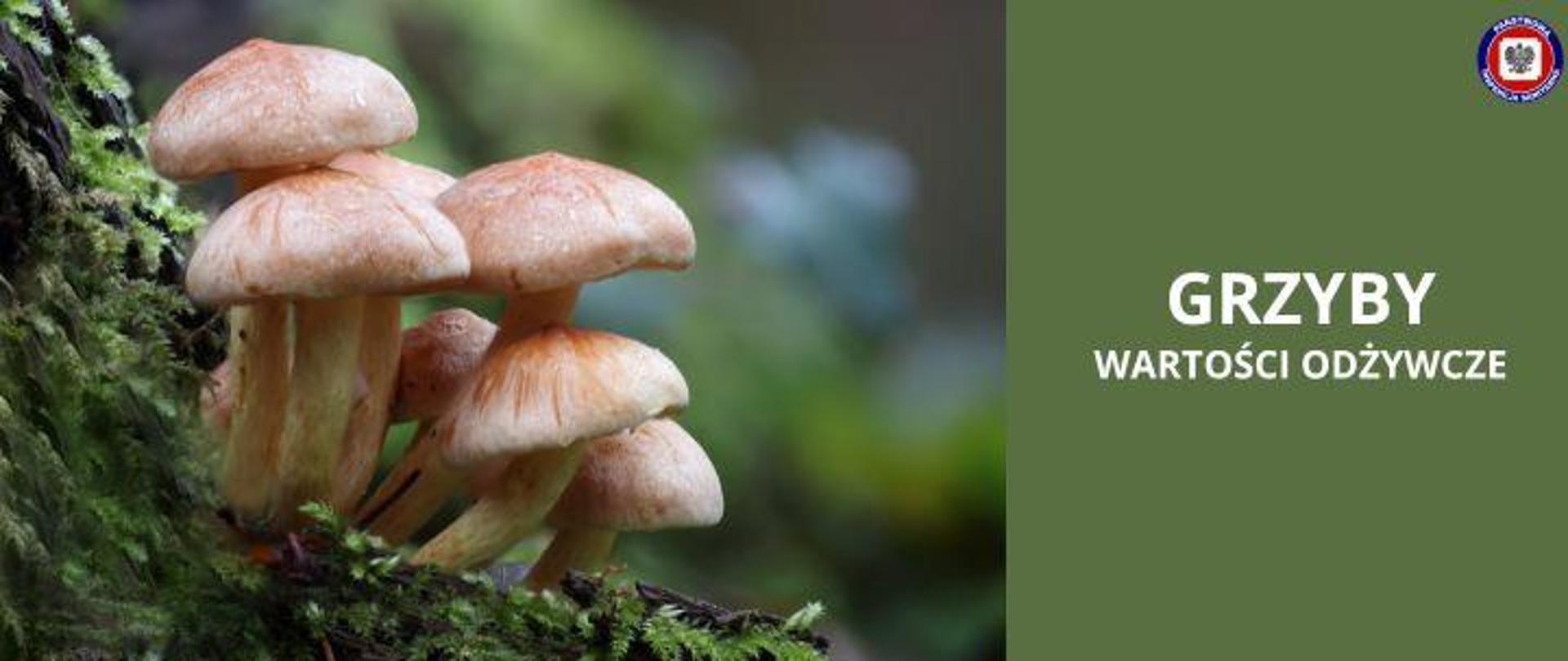 Po lewej jasne grzyby rosnące w runie leśnym, po prawej na zielonym tle jasny napis Grzyby Wartości odżywcze. Po prawym górnym rogu logo Państwowej Inspekcji Sanitarnej.