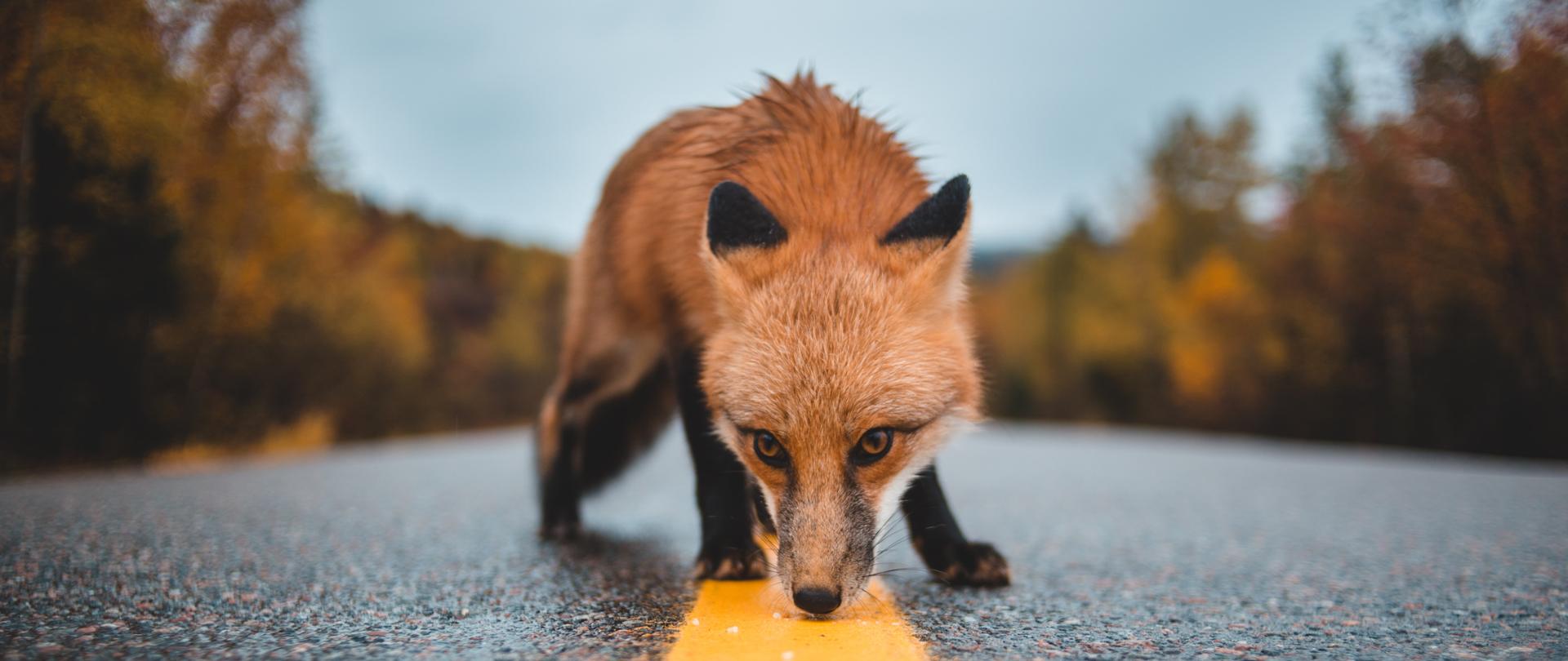Zdjęcie przedstawiające dzikiego lisa poruszającego się po jezdni