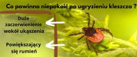 Co powinno niepokoić po ugryzieniu kleszcza ?