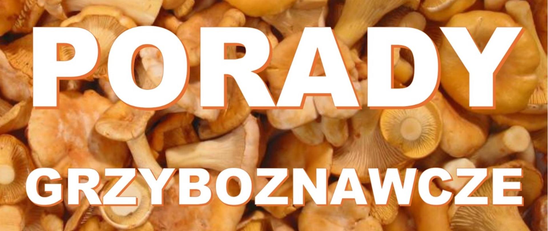 Na zdjęciu znajdują się grzyby "Kurki" oraz napis "porady grzyboznawcze"