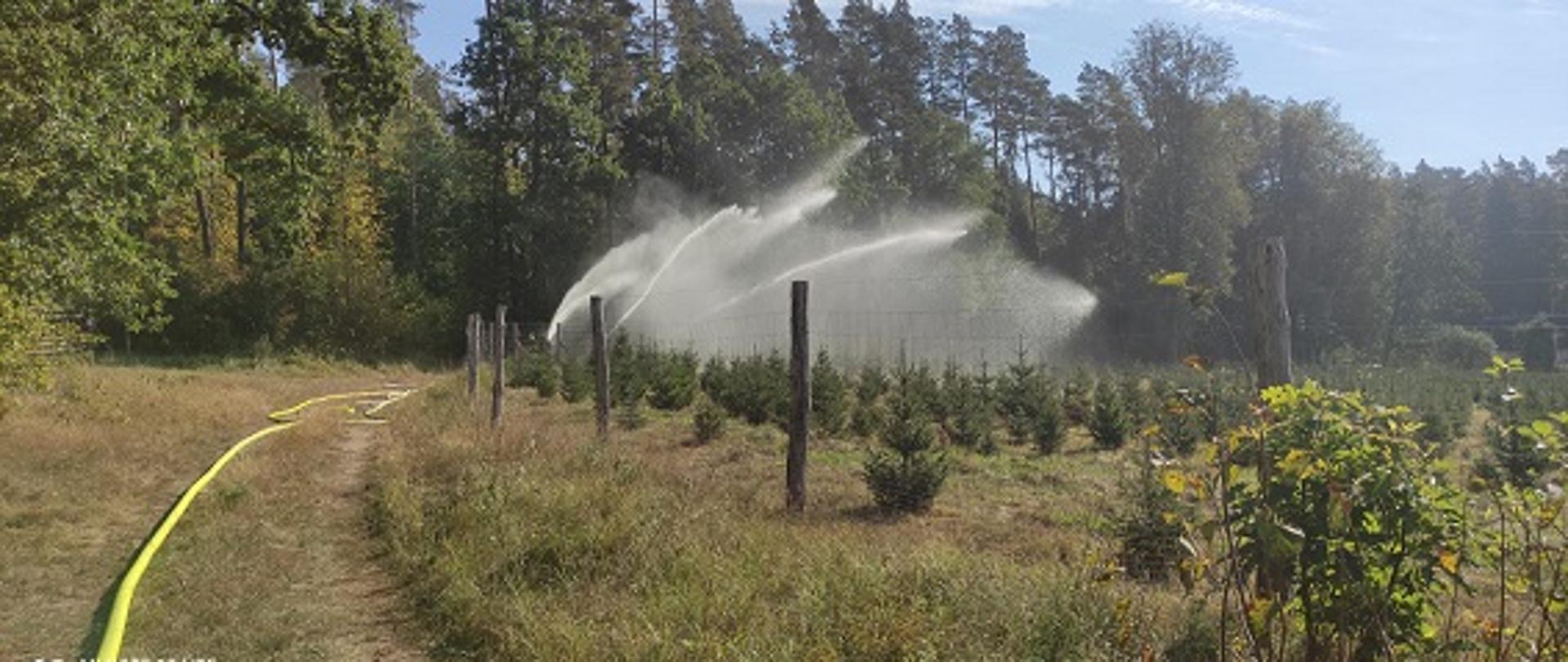 Strażacy podczas ćwiczeń w Nadleśnictwie Supraśl