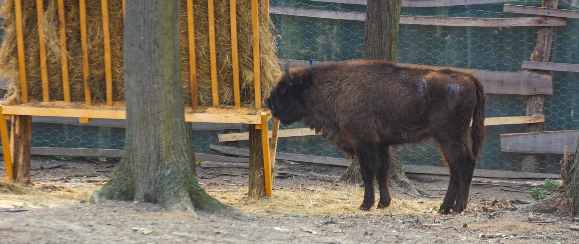 IMG-bd3fa5539eaf90656320fc3c23584d47-V