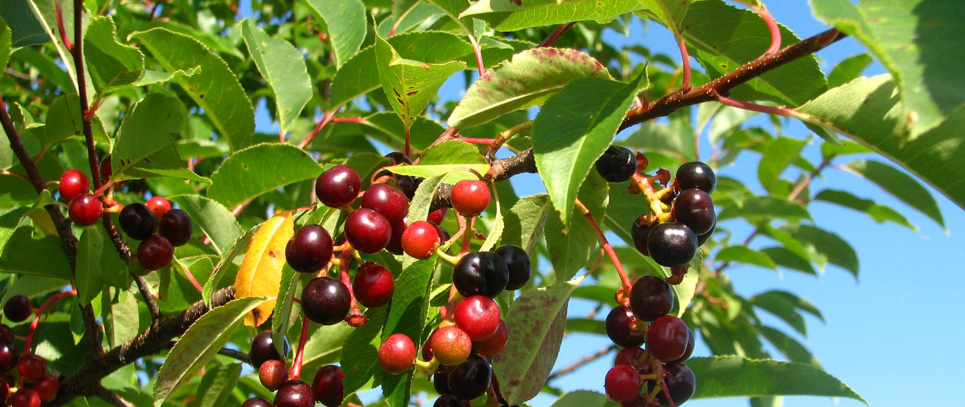 Na zdjęciu czerwone, okrągłe owoce czeremchy amerykańskiej zebrane w kiście. 