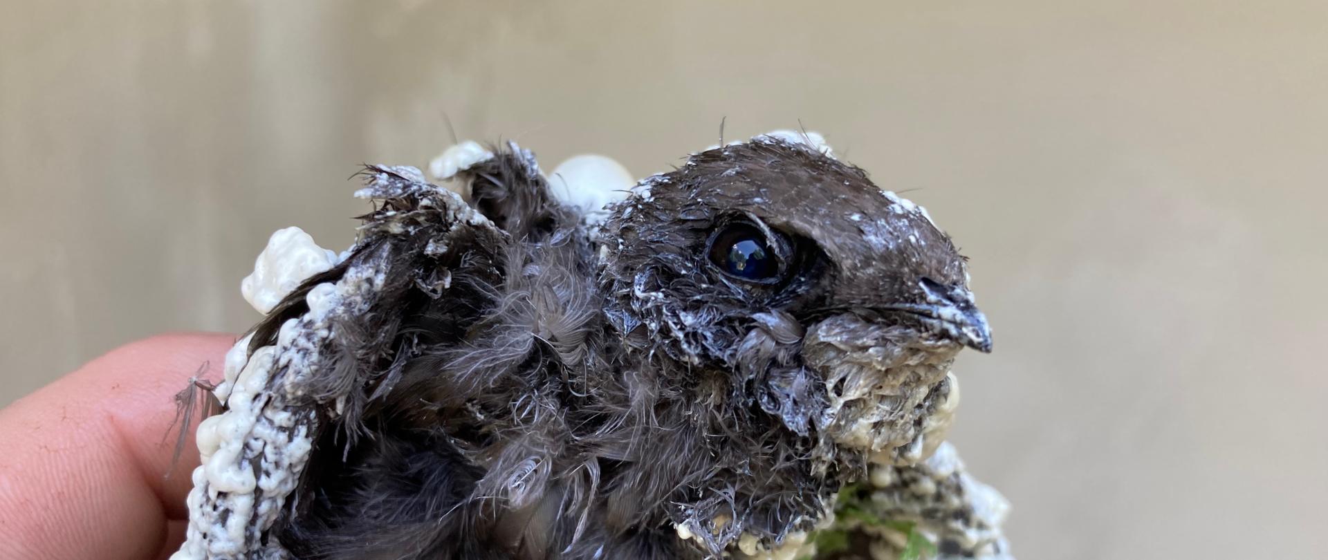 Zalecenia dla organów administracji wydających zezwolenie na prowadzenie prac
remontowych i budowlanych 