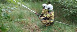 Ćwiczenia WOO. Teren Leśnictwa Górzno. Dwóch strażaków podaje wodę z prądownicy na drzewa. Strażacy maja białe hełmy i ubrania specjalne w kolorze piaskowym.