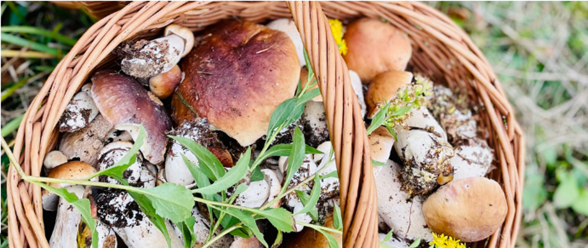 KURS DLA KLASYFIKATORÓW GRZYBÓW 15-17 października 2025