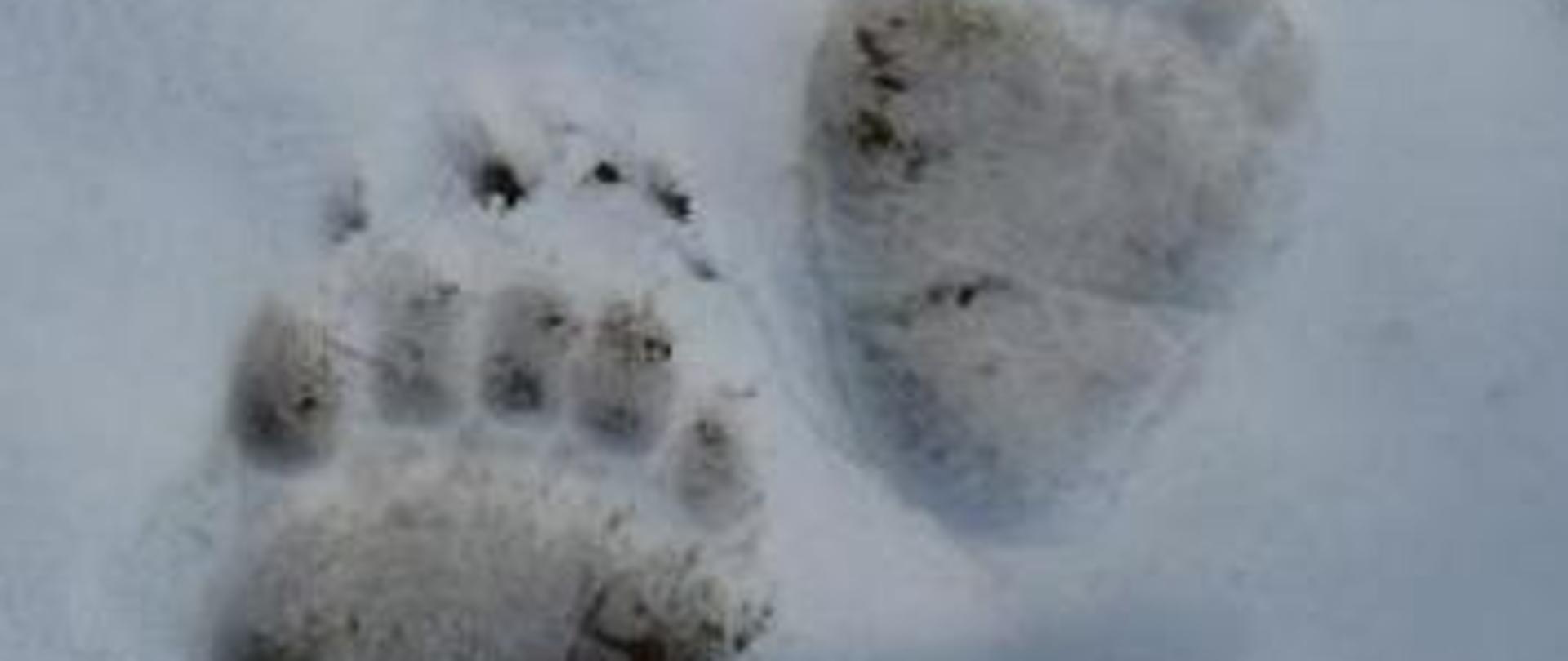Tropy niedźwiedzia brunatnego Ursus arctos odbite na śniegu