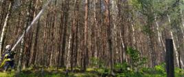 Ćwiczenia na terenach leśnych Nadleśnictwa Wałcz