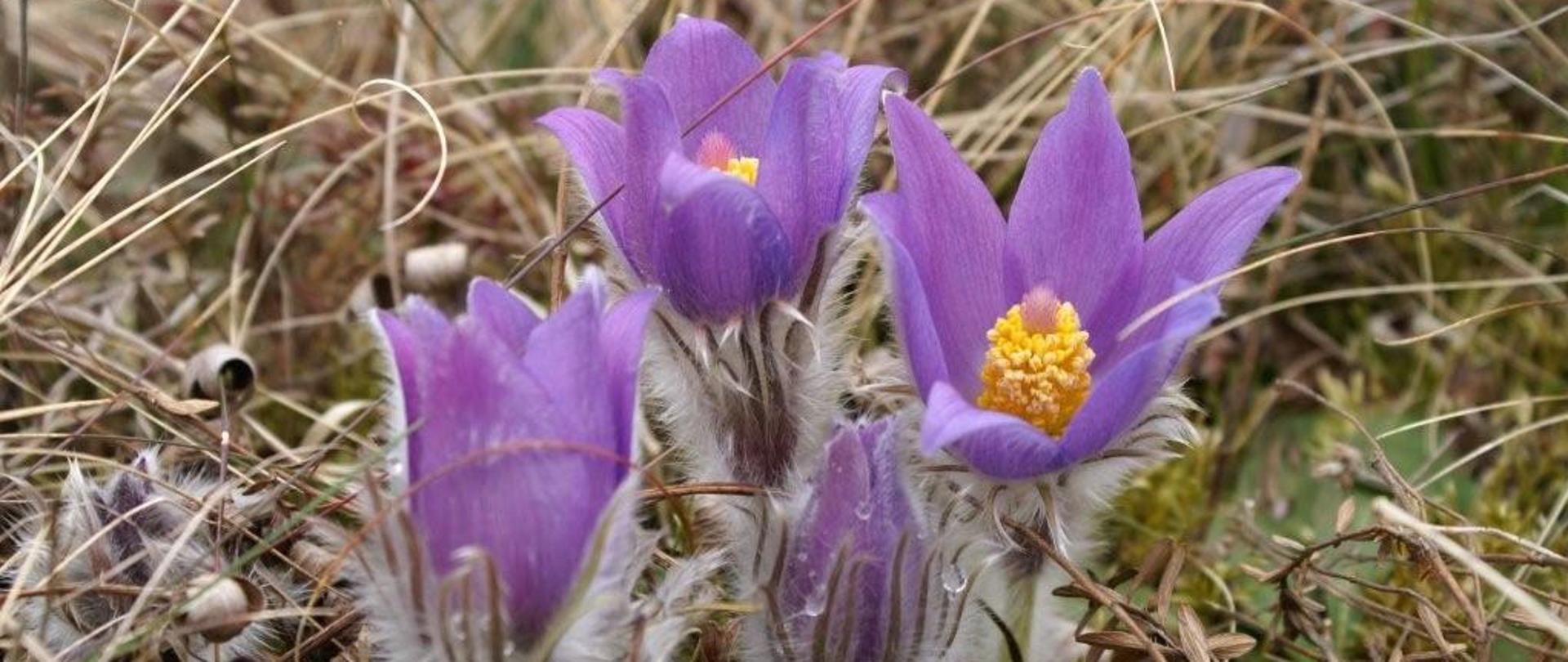 Cztery fioletowe kwiaty - sasanki zwyczajne rosnące na łące.