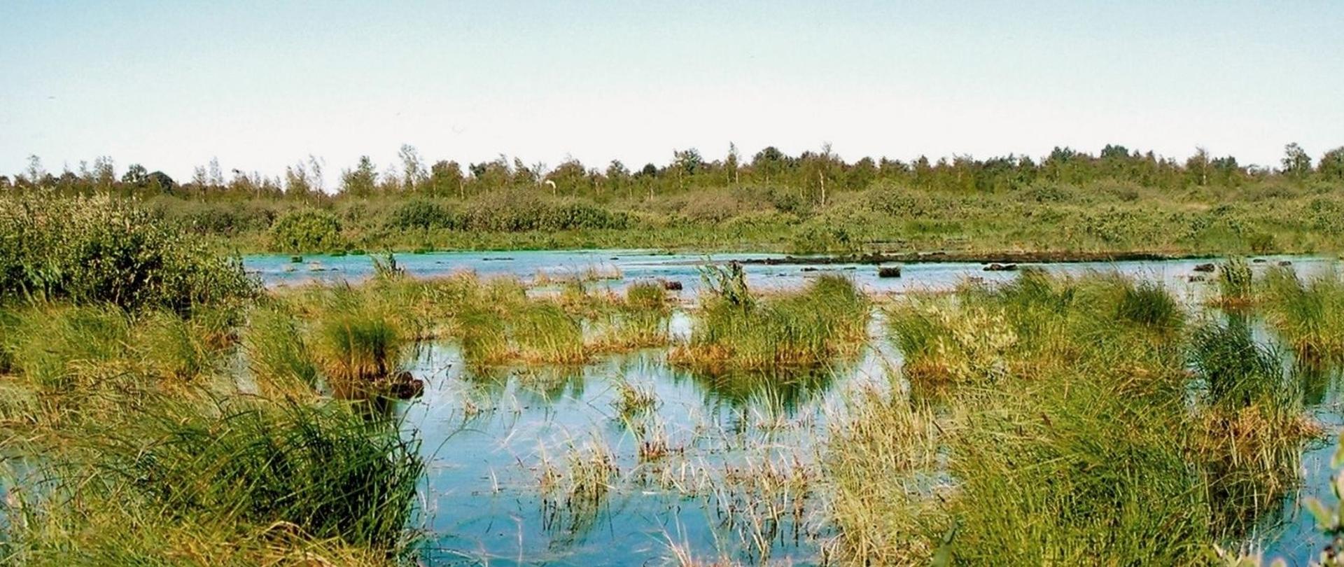 Zbiornik wodny z roślinnością szuwarową.