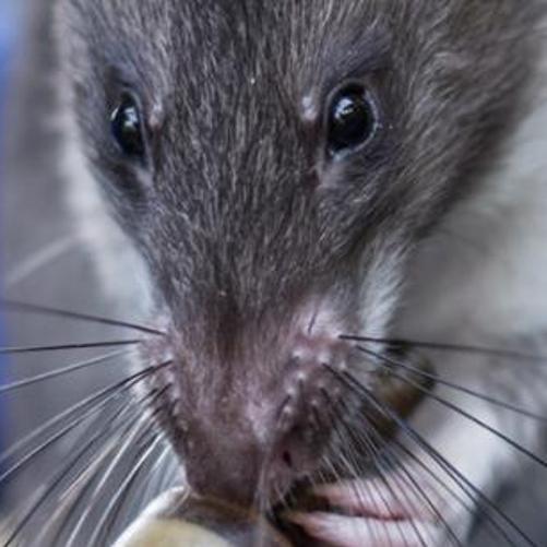 Combining innovation & application: Detecting additional tuberculosis cases in Morogoro and Dodoma using rats
