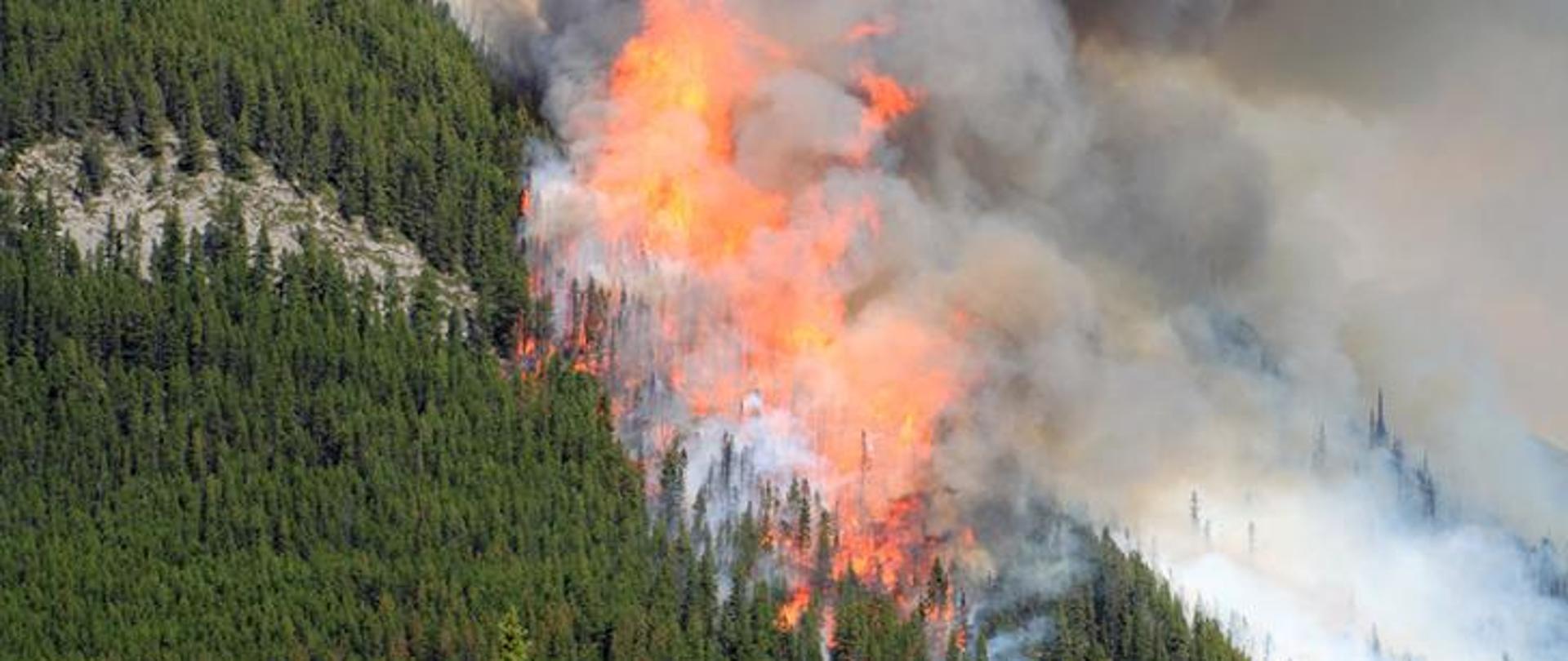 Strażacy ostrzegają przed pożarami lasów