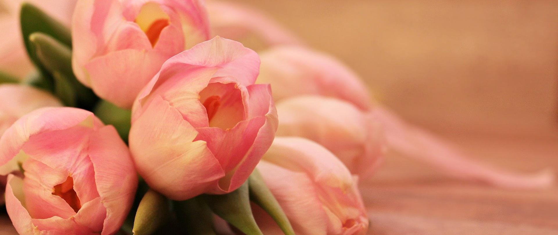 Zdjęcie ilustracyjne kwiatów