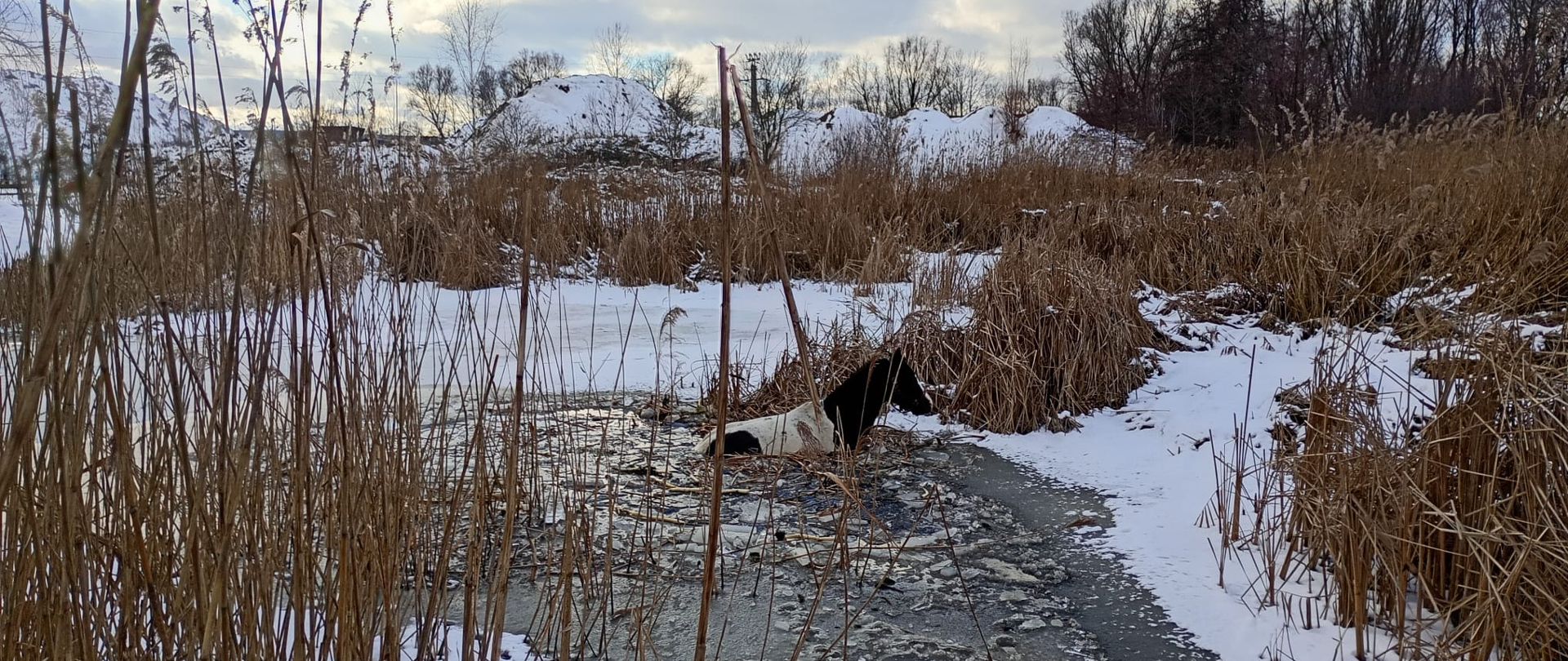 koń w częściowo zamarzniętym stawie, do połowy zanurzony w wodzie