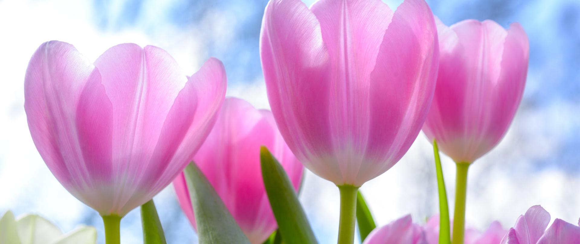 Życzenia z okazji Dnia Kobiet