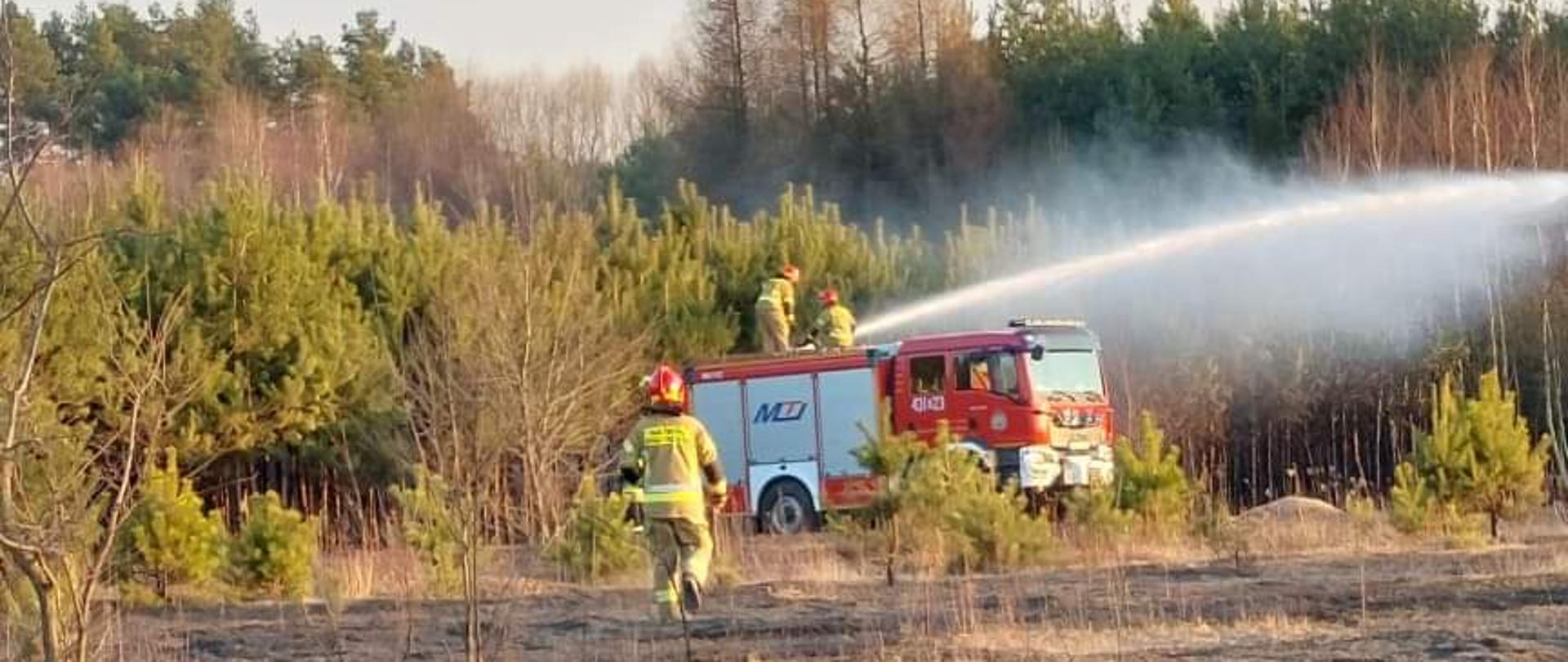 Na zdjęciu widać strażaków gaszących pożar suchej trawy przy użyciu działka wodno-pianowego średniego samochodu ratowniczo-gaśniczego. W tle widoczny jest las.