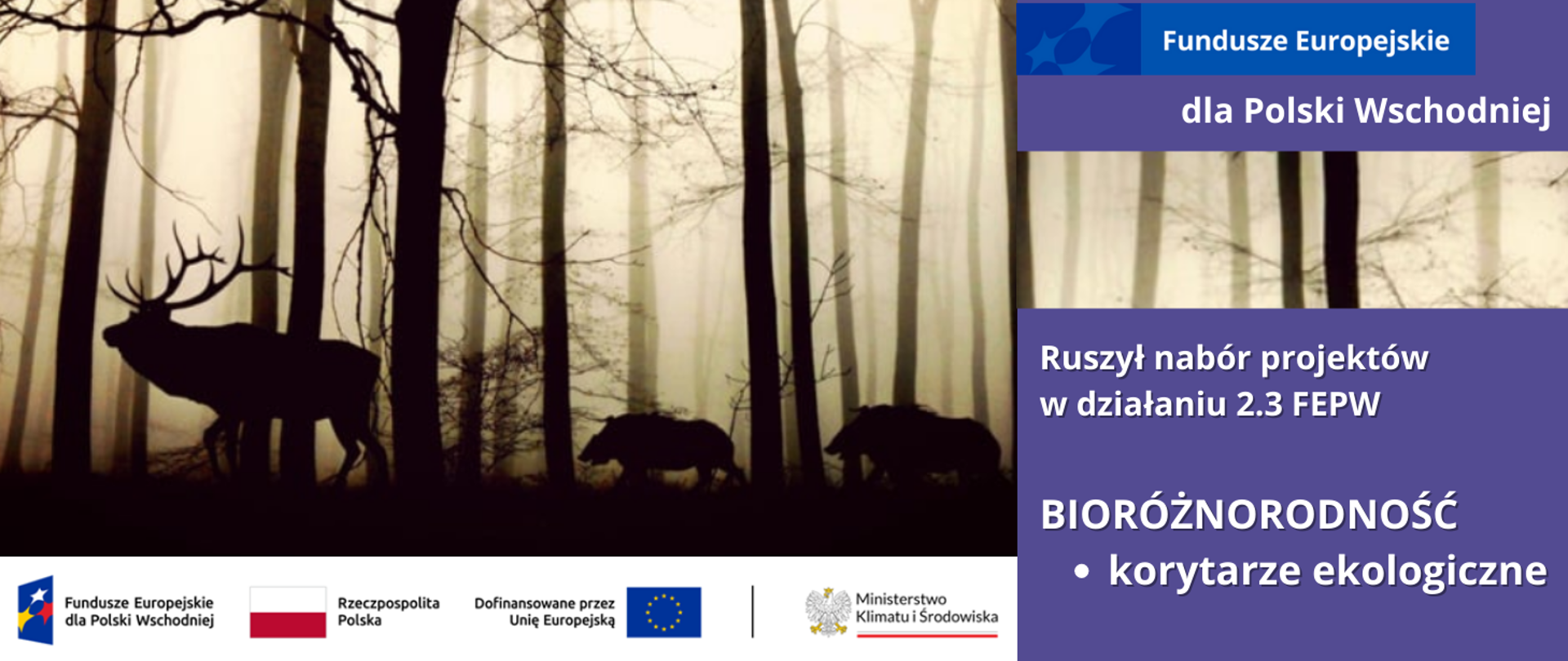 Widok lasu o poranku po którym przechadzają się za sobą jeleń oraz dwa dziki, widoczne są cienie drzew i postaci zwierząt. Po prawej stronie zdjęcia informacja o otwarciu naboru projektów w działaniu 2.3 FEPW - Bioróżnorodność - korytarze ekologiczne. Na dole logotypy unijne.