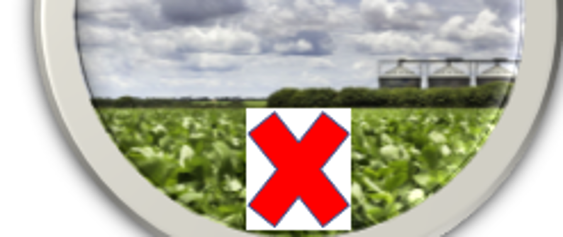 na zdjęciu widać pole tytoniu, w tle widoczne niebieskie niebo z licznymi białymi chmurami. Jeszcze bardziej w oddali trzy zbiorniki na paszę