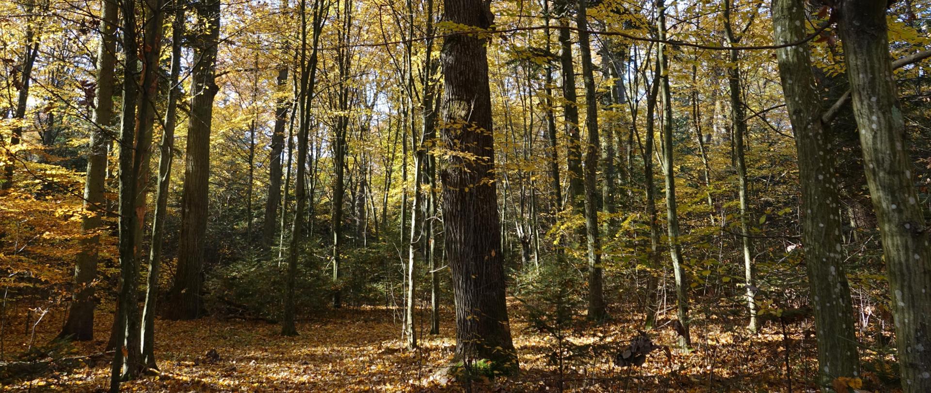 Drzewa, widok na jesienny las