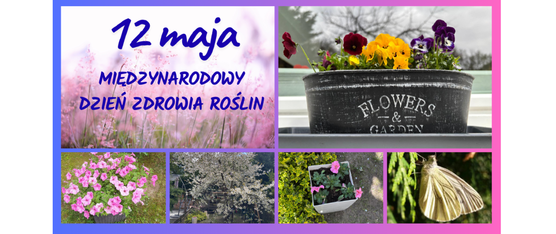 Zdjęcie przedstawia kolaż wykonany na 12 Maja Międzynarodowy Dzień Zdrowia Roślin.