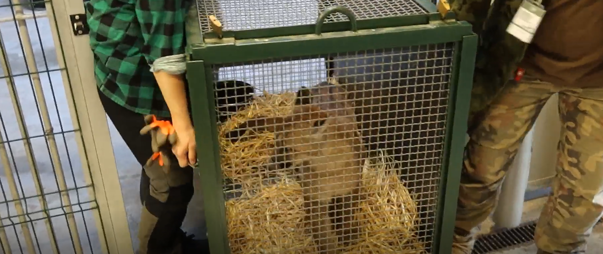 Młoda puma w metalowej klatce transportowej wyłożonej słomą, przygotowana do przewozu pod opieką pracowników ośrodka