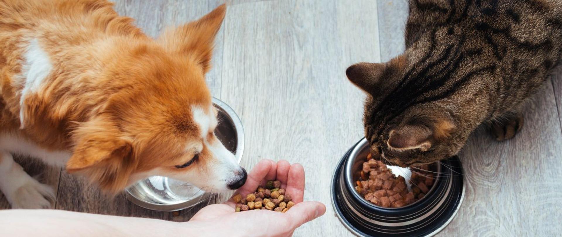 Pies i kot jedzą karmę. W lewym, dolnym rogu ręka człowieka z suchą karmą
