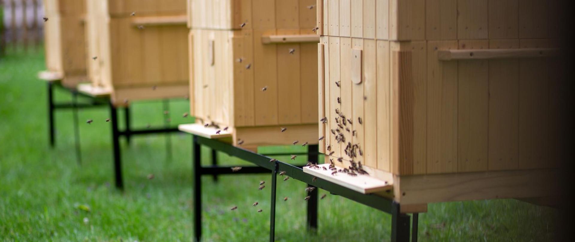 Zbliżenie na jeden z czerech uli do którego wlatują pszczoły.
