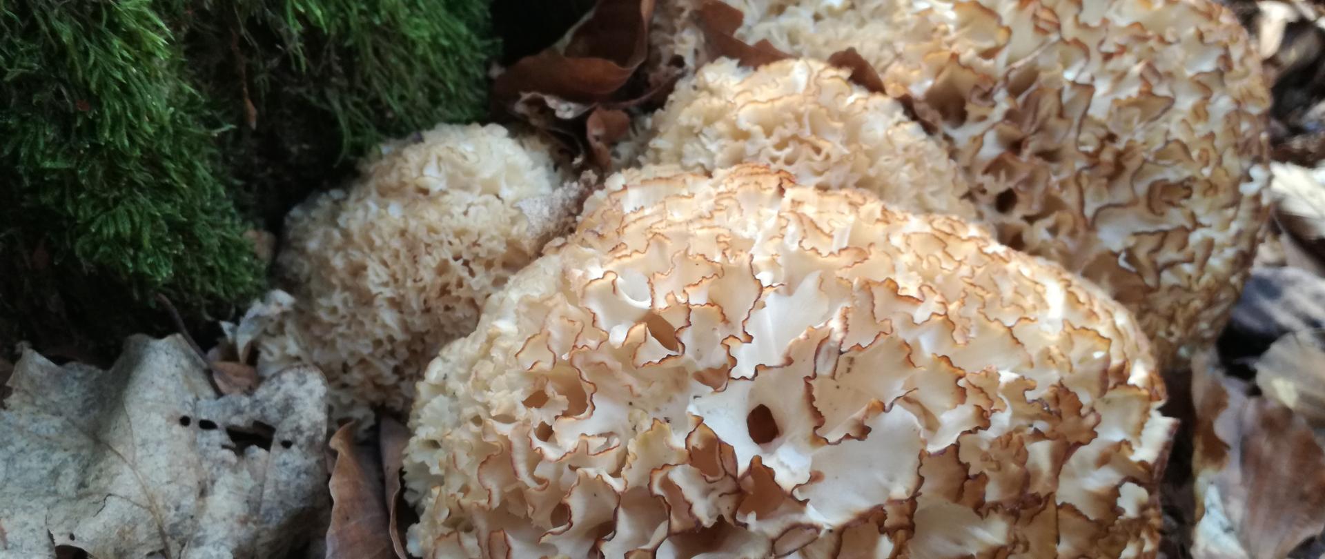 Zdjęcie przedstawia grzyb potocznie nazywany "kozia broda". Nazwa właściwa to siedzuń sosnowy. Duży nieregularny, kulisty.