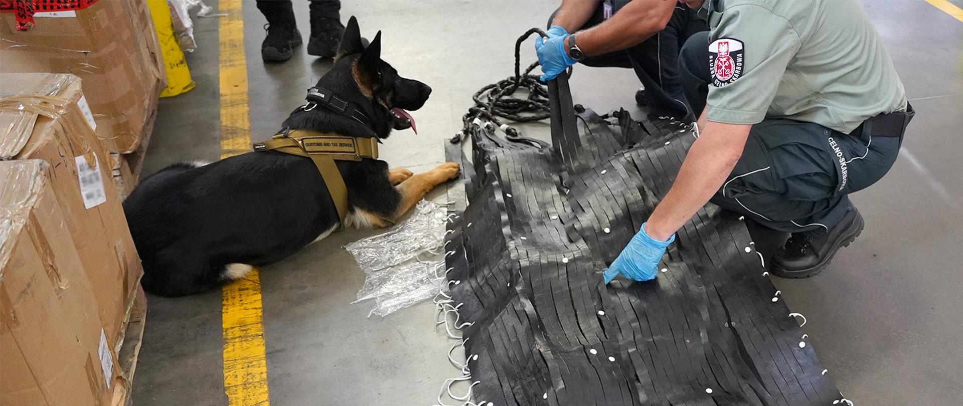 Pies Aza przy hamaku i funkcjonariusze Służby Celno-Skarbowej.