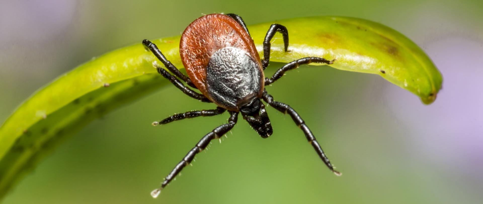 Kleszcz pospolity