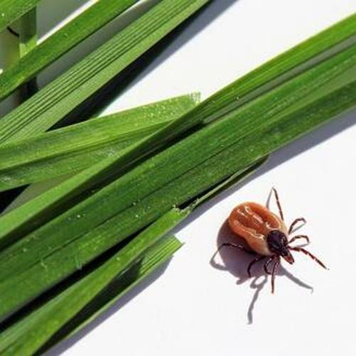 kleszcz obok zielonych listewek