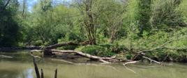 Widok na rozlewiska bobrowe w projektowanym rezerwacie Wrzosy