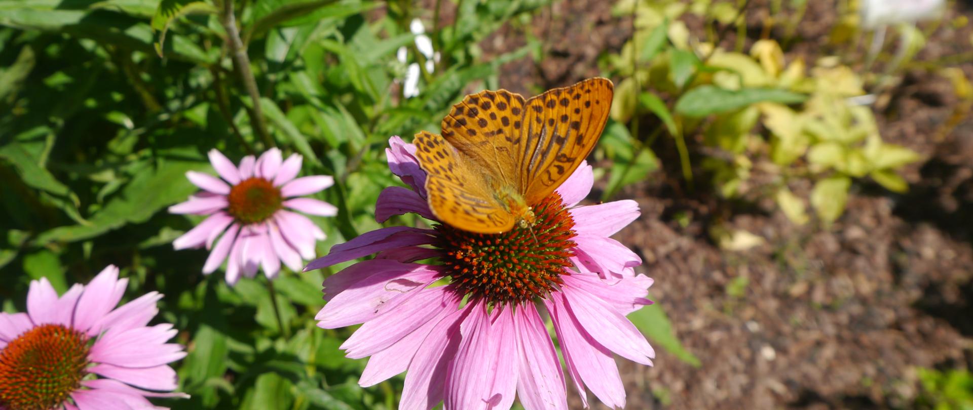 perłowiec malinowiec na jeżówce w ogrodzie A Kapler