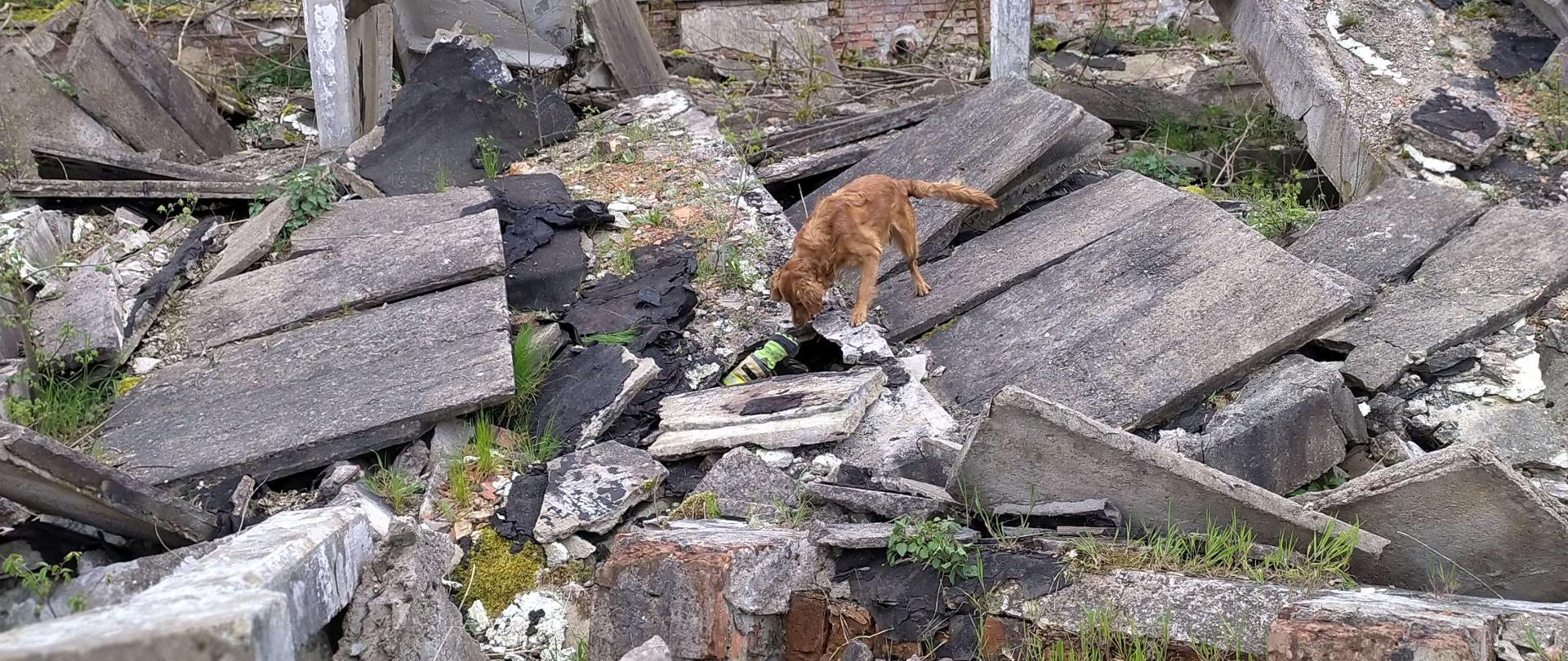 Lokalizacja pozoranta