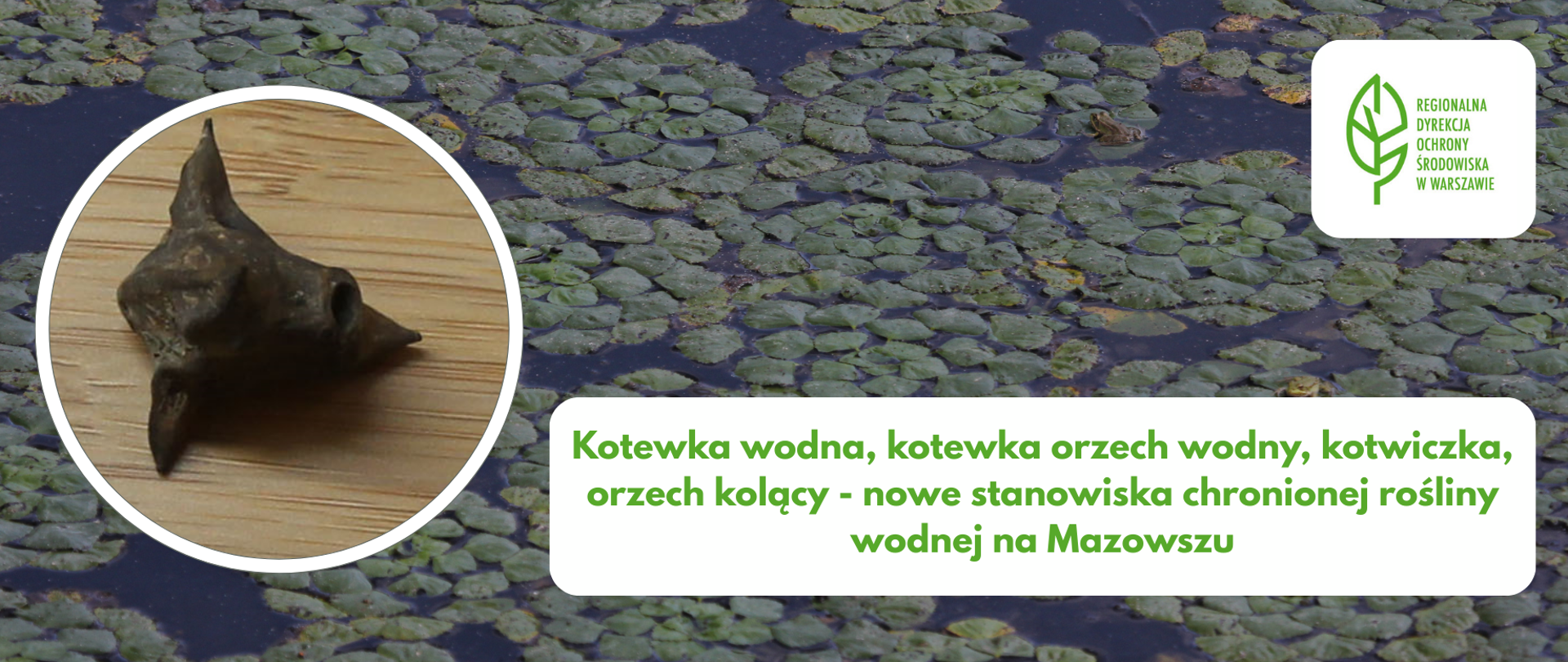 Zdjęcie rośliny na wodzie, w kółku przybliżenie nasiona rośliny przypominającej głowę byka, logo, tytuł 