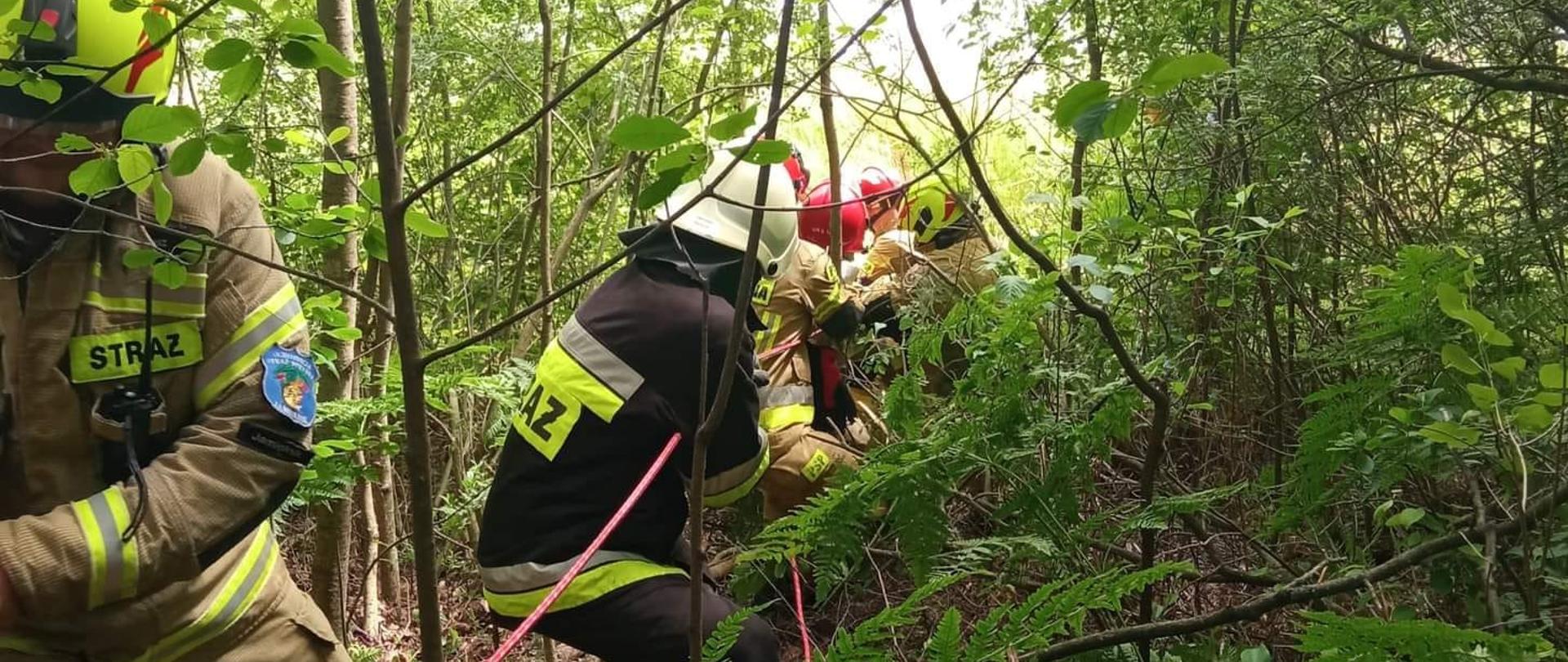 Krowa w jeziorze Gil pod Jamielnikiem
