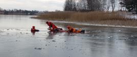 Zdjęcie przedstawia strażaków na desce lodowej podczas ćwiczeń. Jeden ze strażaków znajduje się w wodzie. Dwóch kolejnych strażaków przy pomocy deski lodowej ratuje poszkodowanego. 