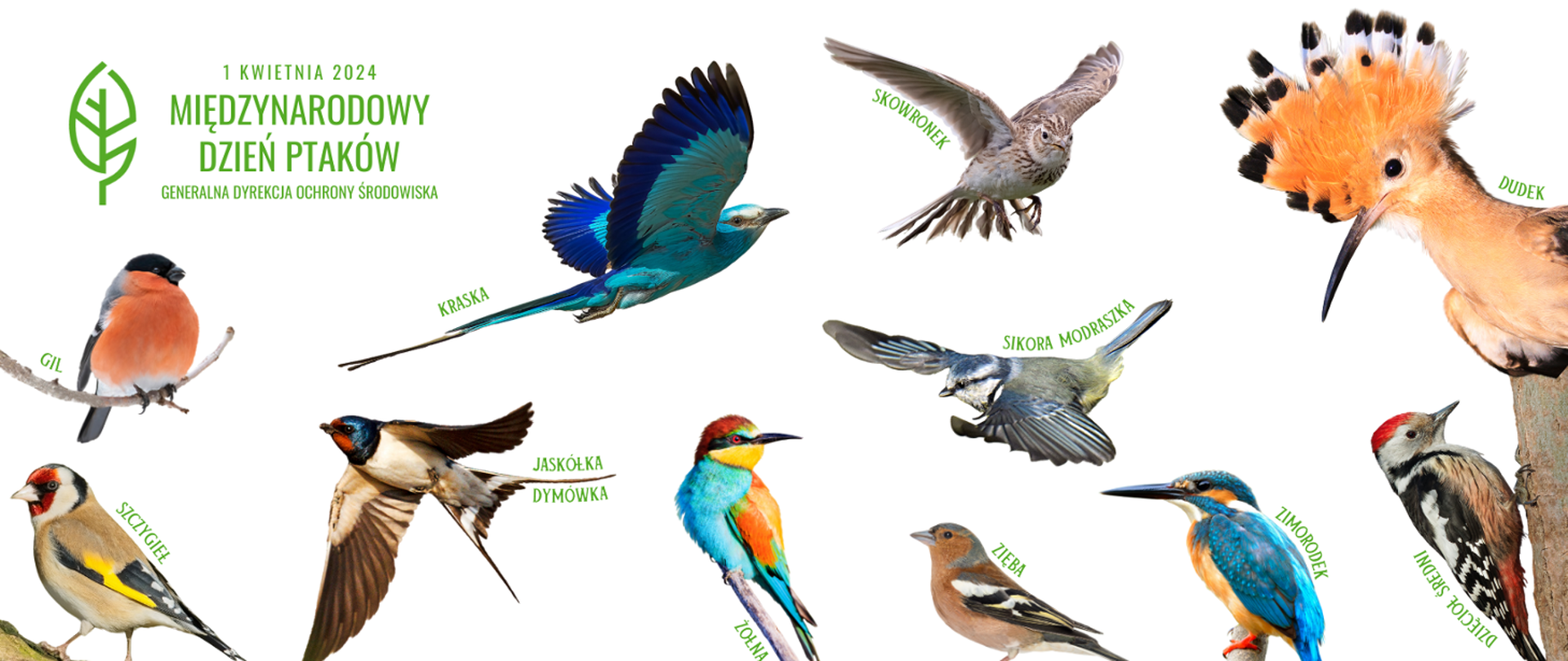 Na białym tle wizerunki kolorowych ptaków: gil, szczygieł, kraska, jaskółka dymówka, żołna, skowronek, sikorka modraszka zięba, dudek, zimorodek, dzięcioł średni. W lewym górnym rogu napis Międzynarodowy Dzień Ptaków i logo Generalnej Dyrekcji Ochrony Środowiska (zielony liść na białym tle)