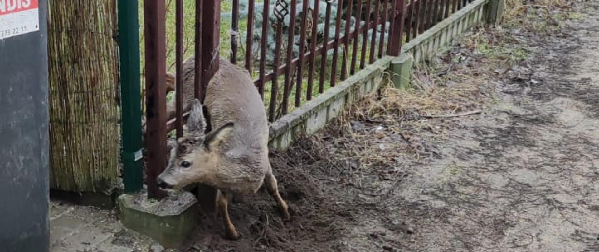 Na zdjęciu widać uwięzioną w ogrodzeniu sarnę 