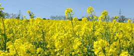 Plantacja rzepaku w pełni kwitnienia